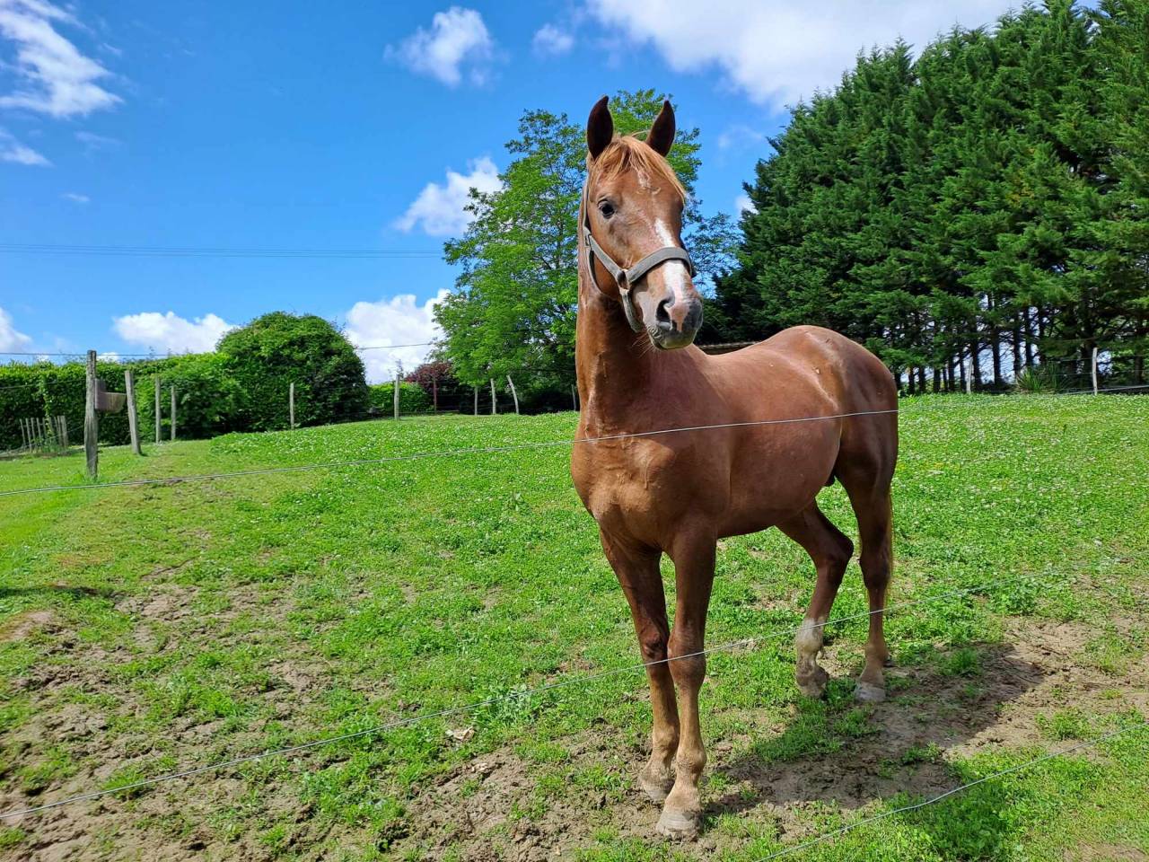 Gelding Selle Français For sale 2022 Chesnut