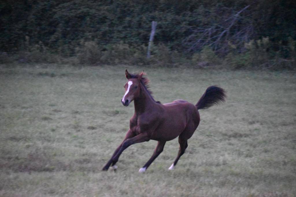 Filly Selle Français For sale 2024 Dark Bay