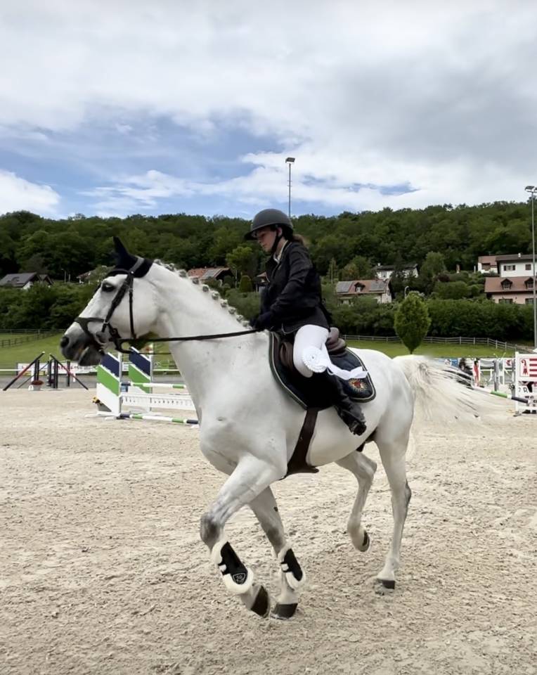 Gelding Oldenburg For sale 2011 Grey