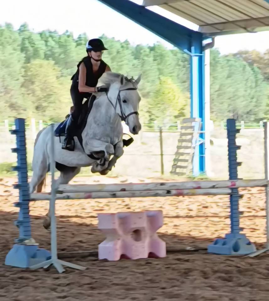 Gelding French Saddle Pony For sale 2018 Grey