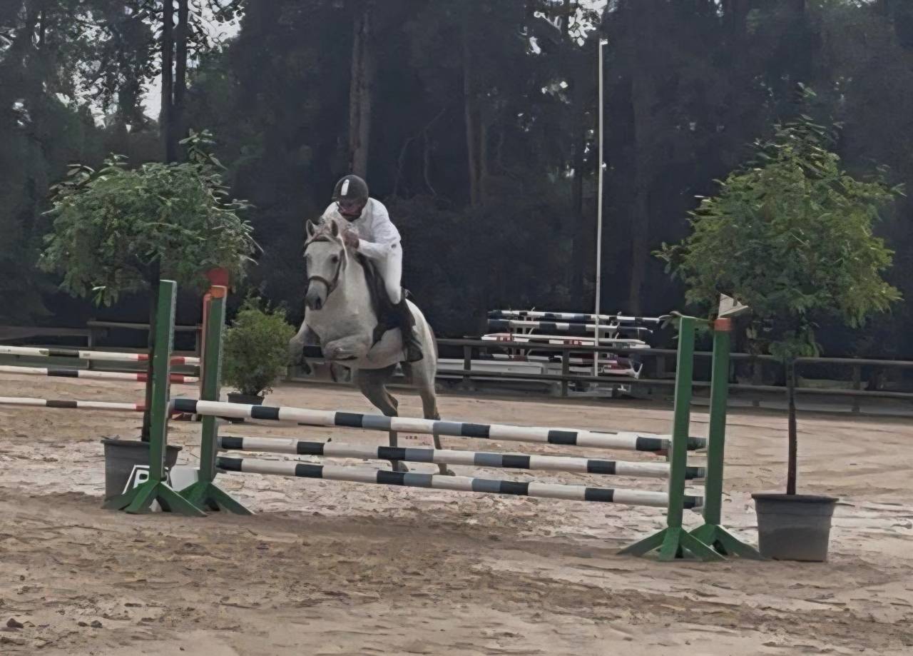 Gelding French Saddle Pony For sale 2018 Grey