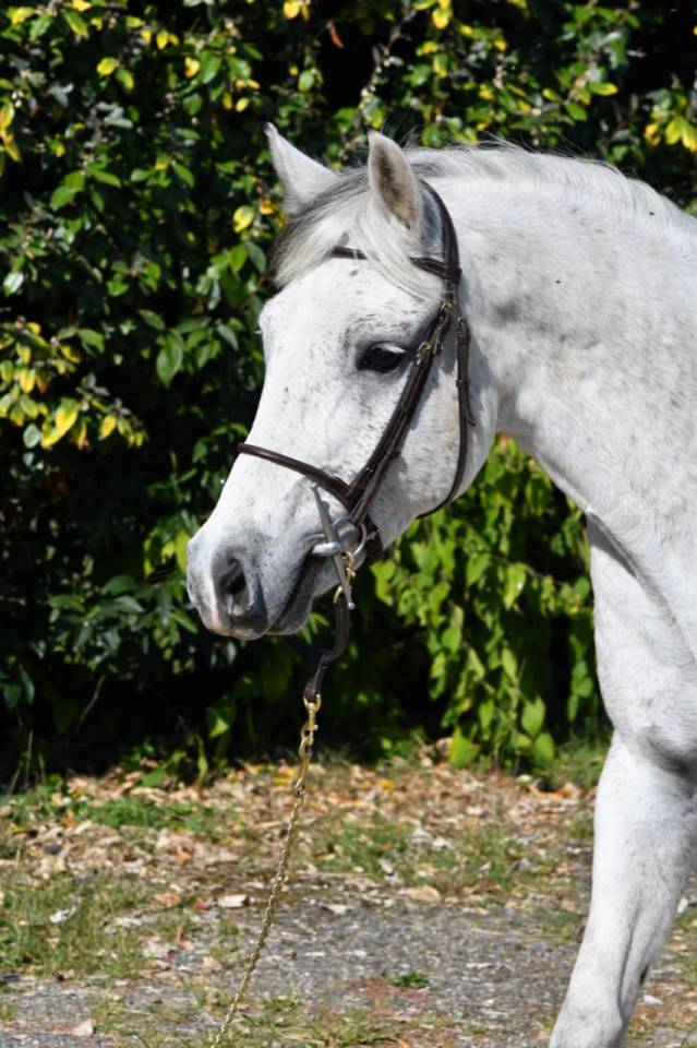 Gelding French Saddle Pony For sale 2018 Grey