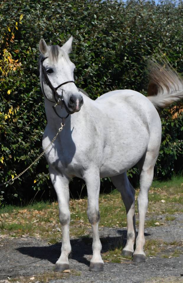 Gelding French Saddle Pony For sale 2018 Grey