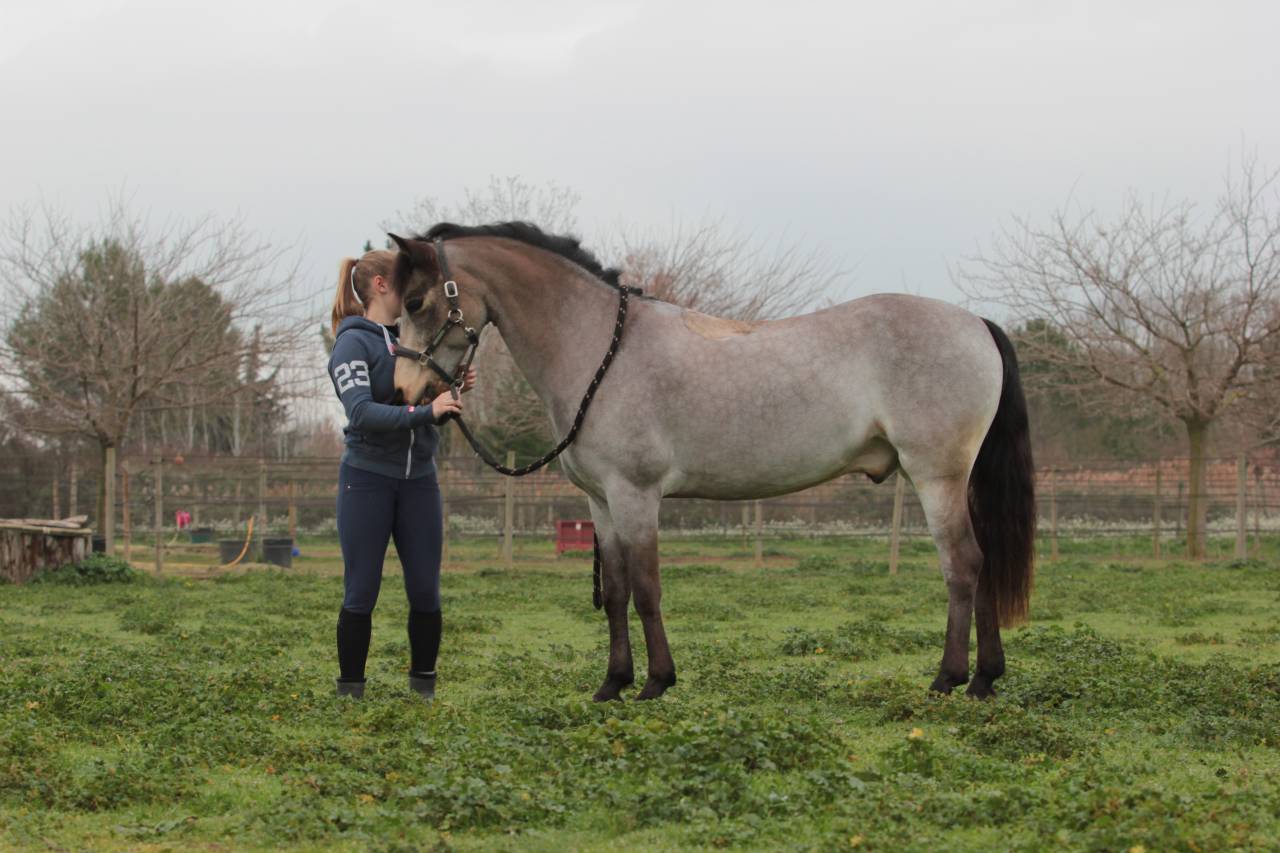 Gelding Connemara For loan 2010 Buckskin