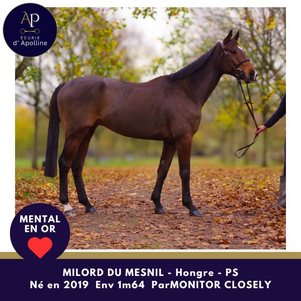 Gelding Thoroughbred For sale 2019 Bay