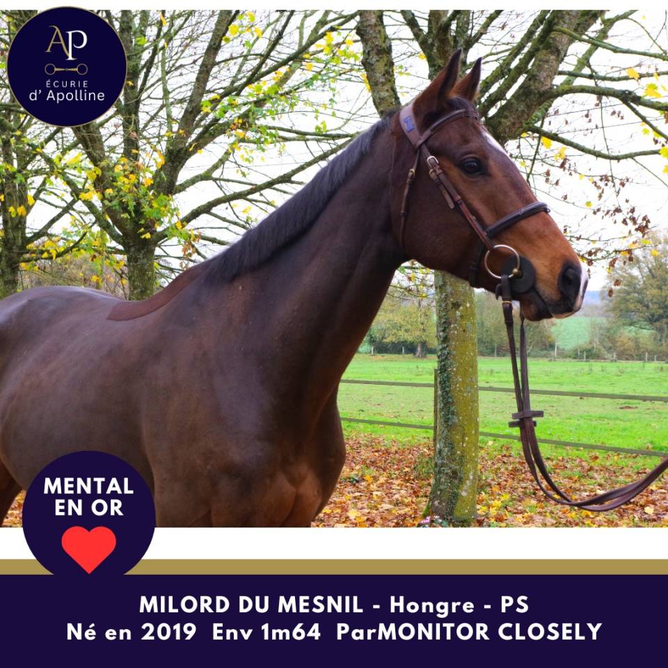 Gelding Thoroughbred For sale 2019 Bay