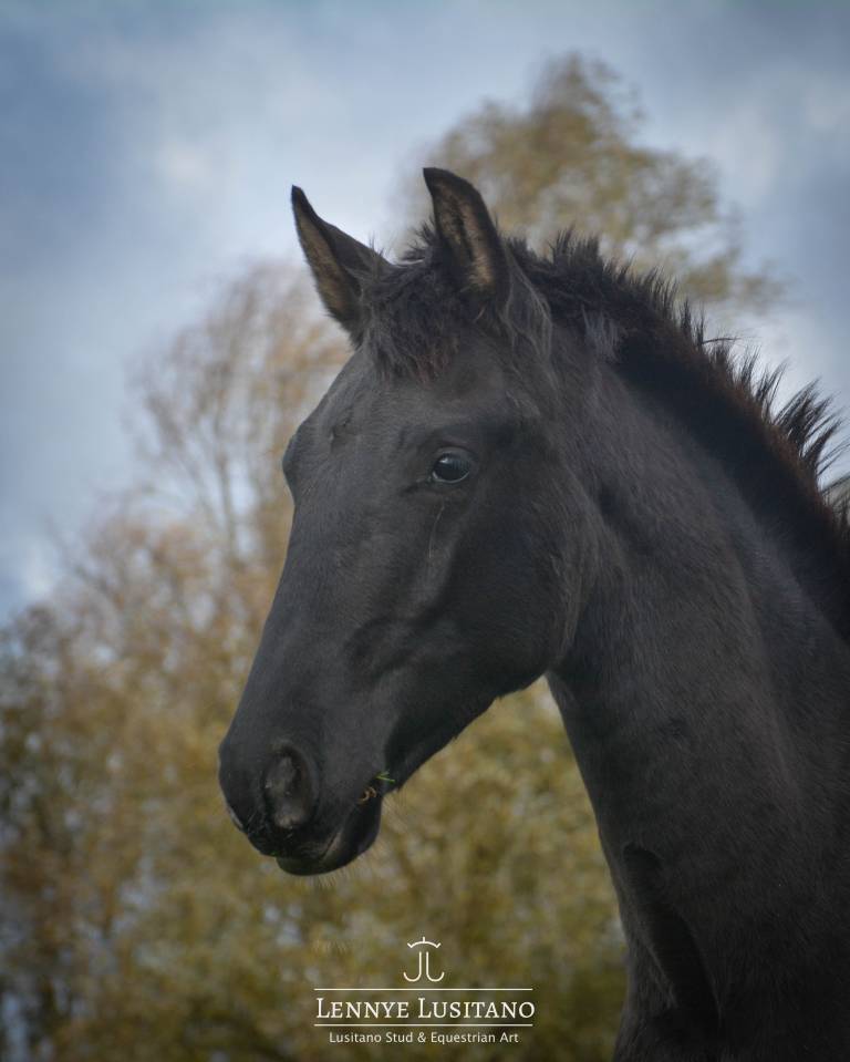 Colt Lusitano For sale 2024 Black