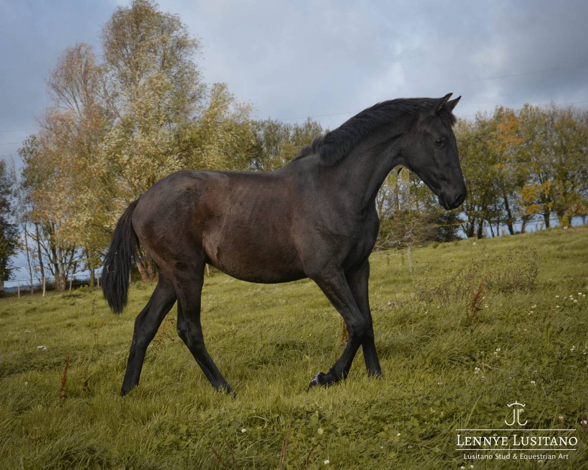 Colt Lusitano For sale 2024 Black