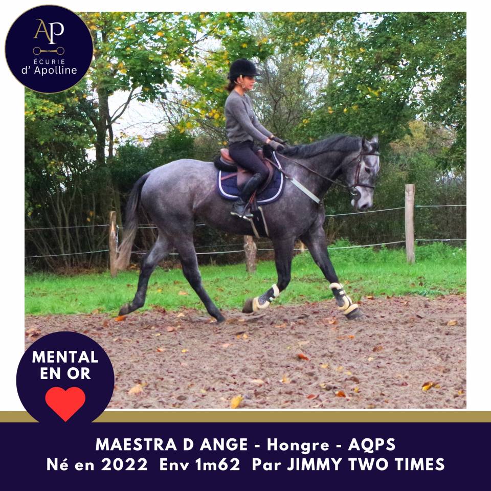 Gelding AQPS For sale 2022 Grey