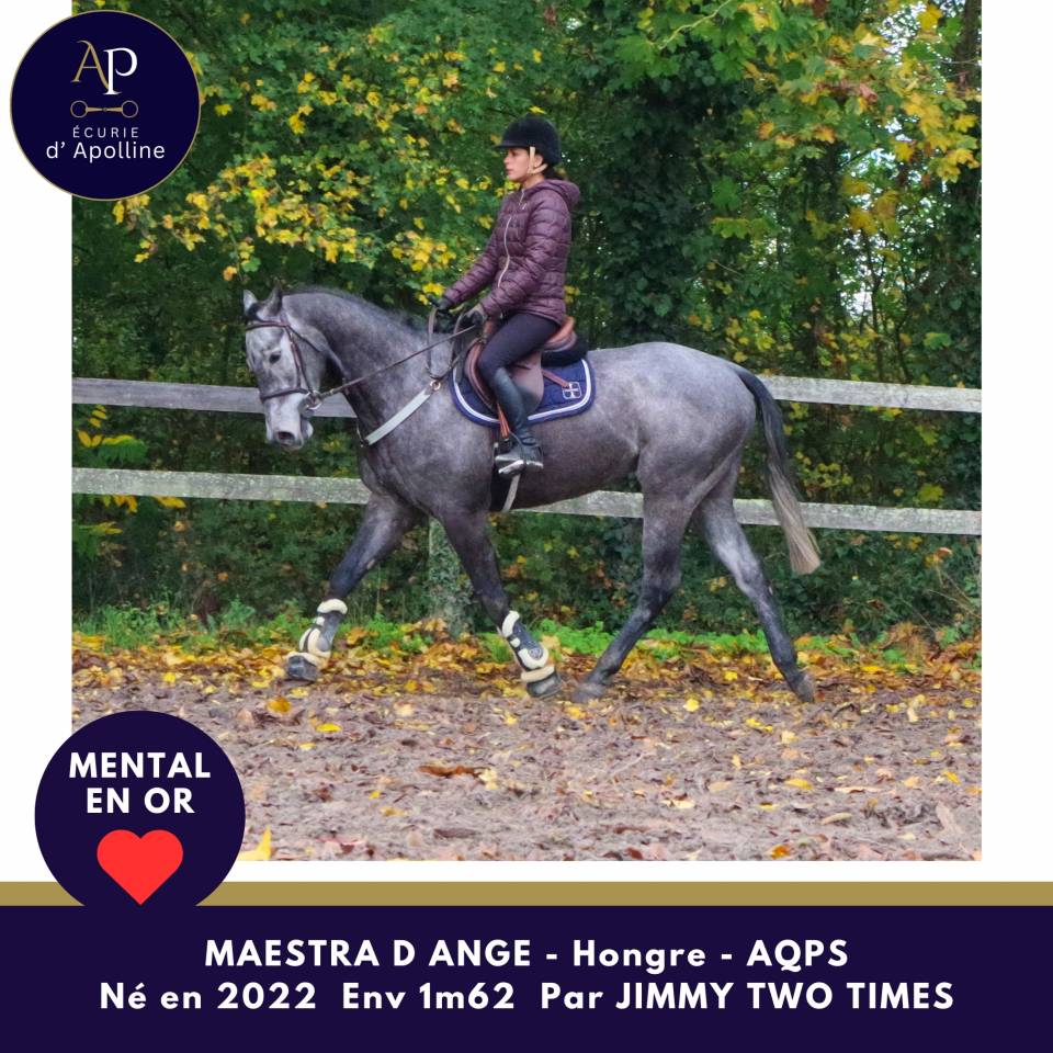 Gelding AQPS For sale 2022 Grey