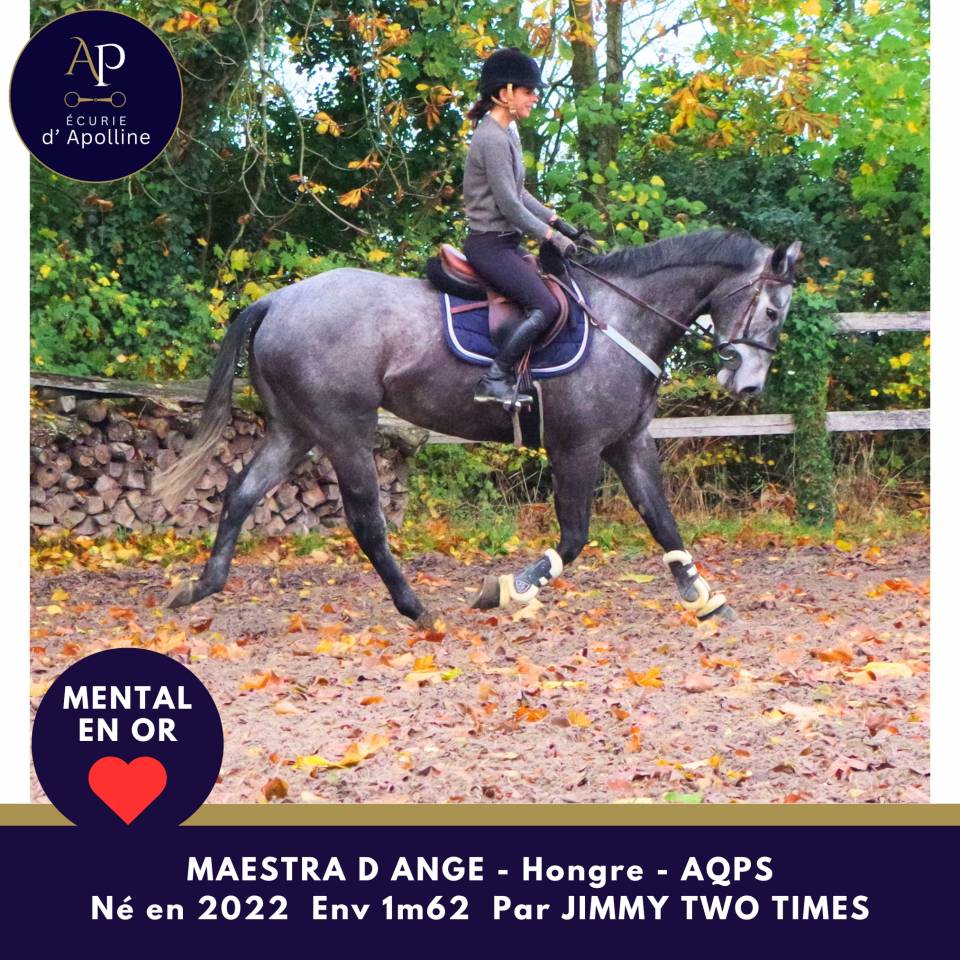 Gelding AQPS For sale 2022 Grey