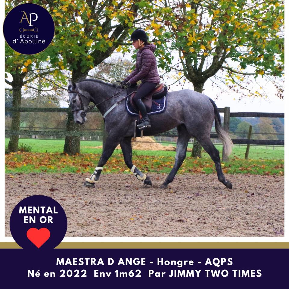 Gelding AQPS For sale 2022 Grey