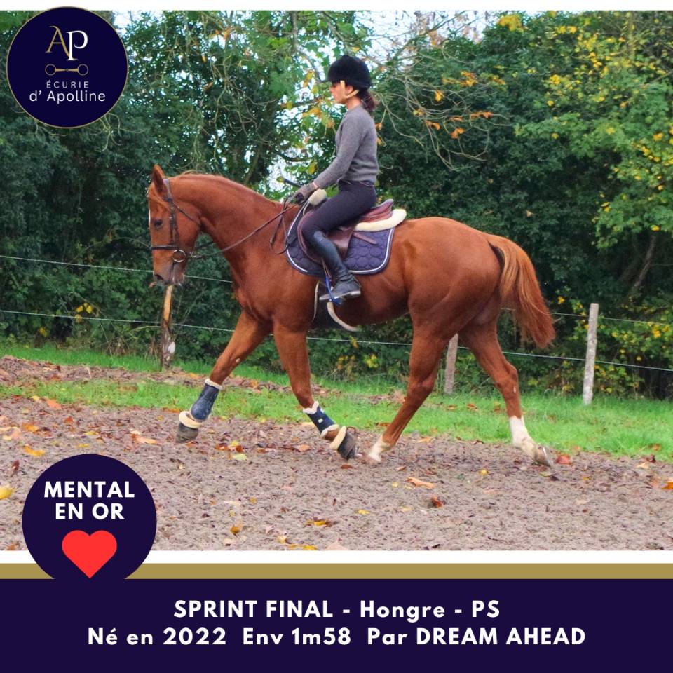 Gelding Thoroughbred For sale 2022 Chesnut