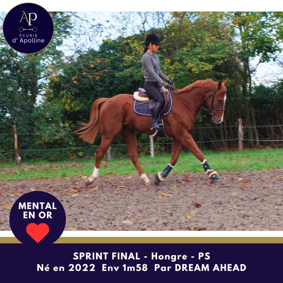 Gelding Thoroughbred For sale 2022 Chesnut