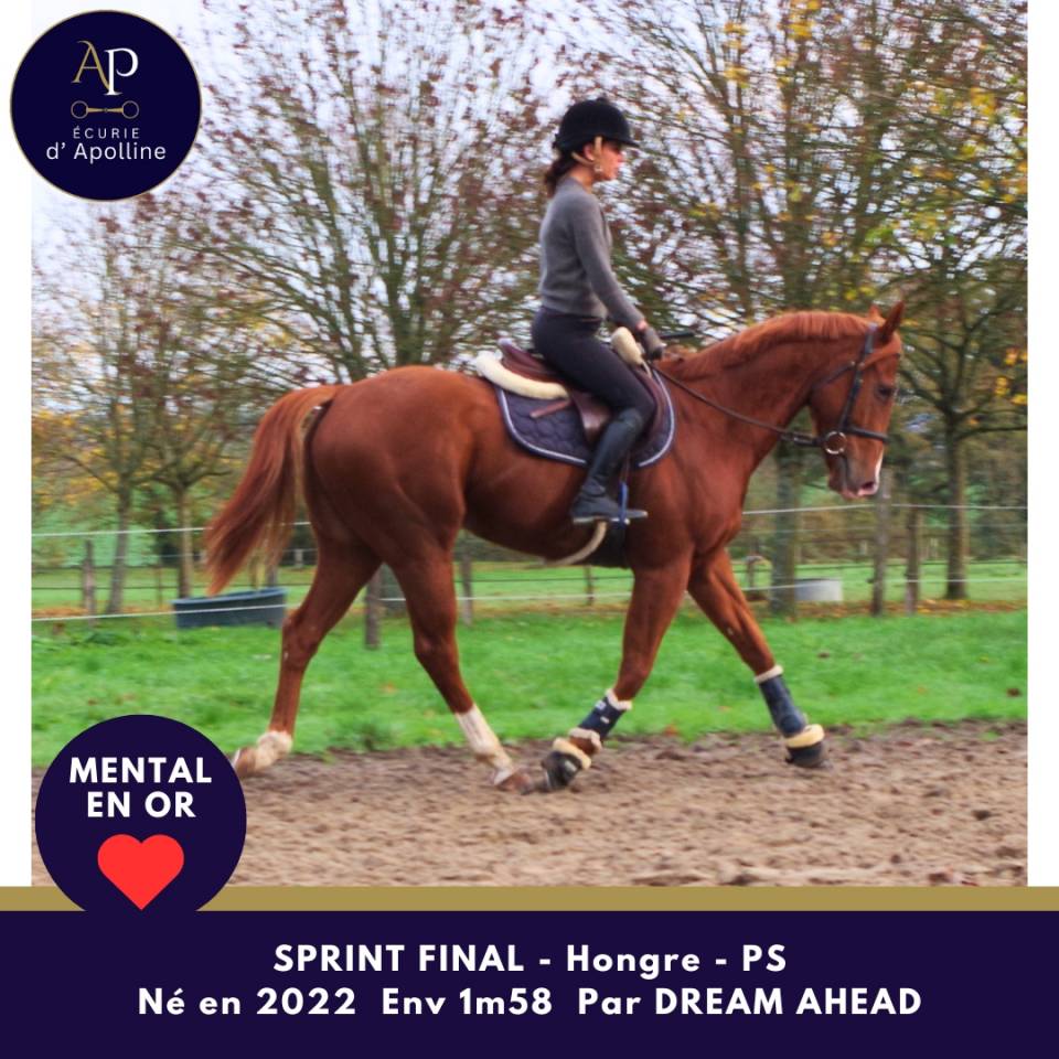 Gelding Thoroughbred For sale 2022 Chesnut