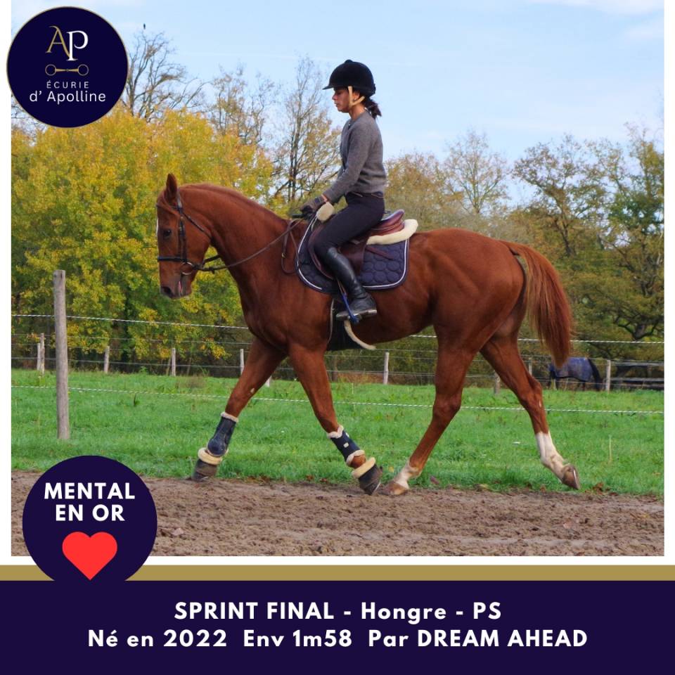 Gelding Thoroughbred For sale 2022 Chesnut