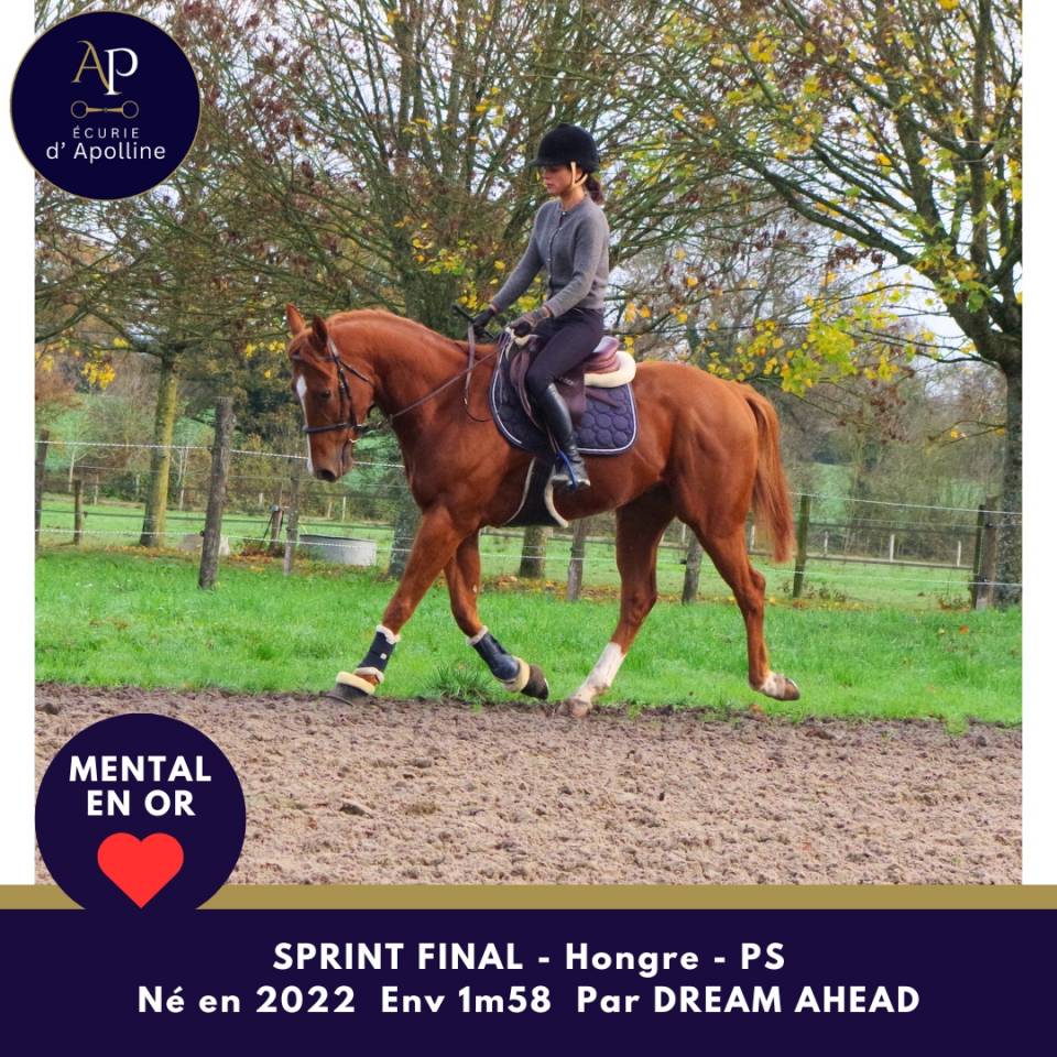 Gelding Thoroughbred For sale 2022 Chesnut