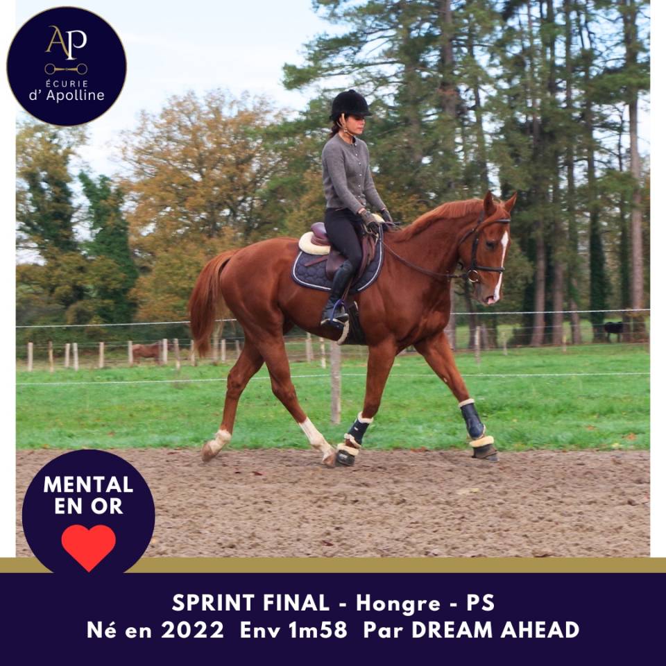 Gelding Thoroughbred For sale 2022 Chesnut