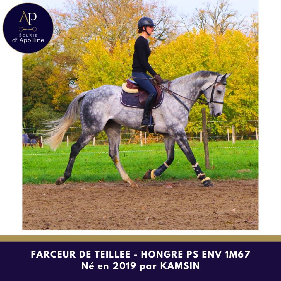 Gelding Thoroughbred For sale 2019 Grey