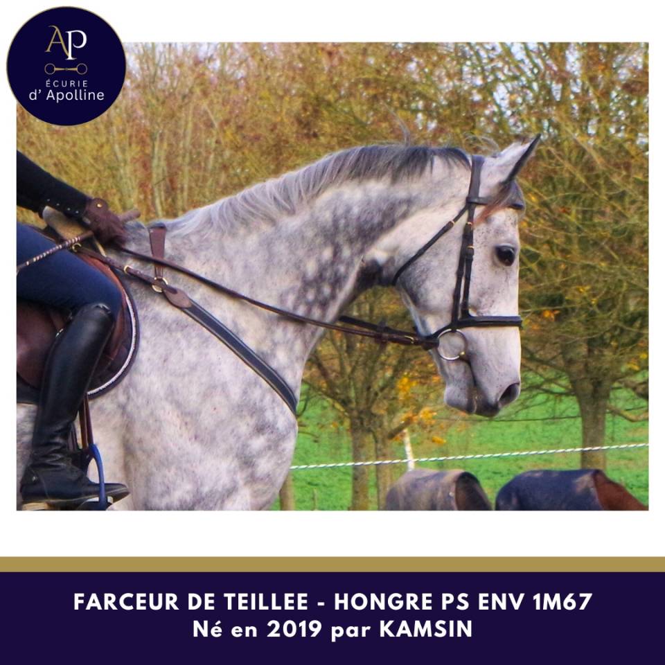 Gelding Thoroughbred For sale 2019 Grey