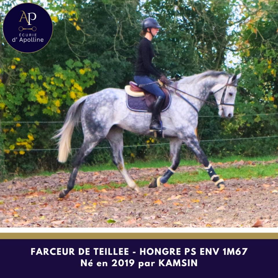 Gelding Thoroughbred For sale 2019 Grey