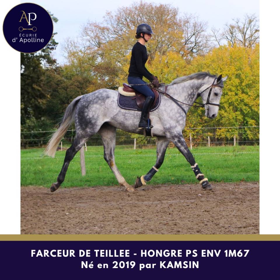 Gelding Thoroughbred For sale 2019 Grey