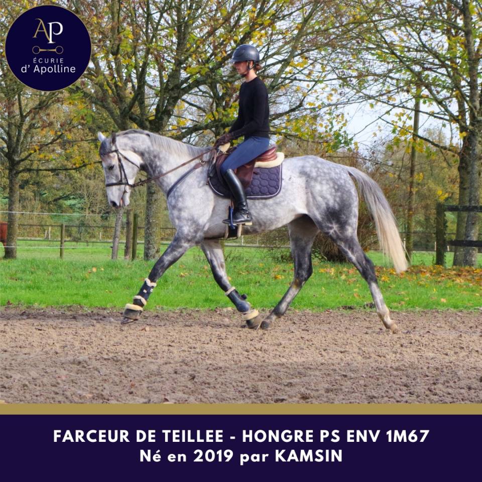 Gelding Thoroughbred For sale 2019 Grey