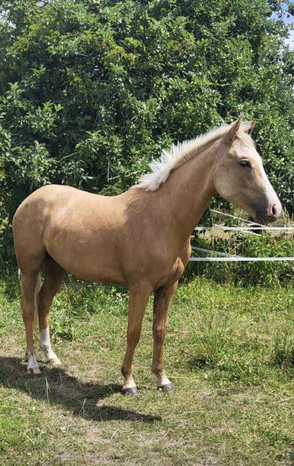 Filly Origin Recorded For sale 2023 Palomino