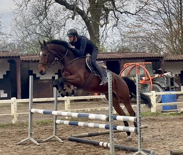 Mare KWPN Dutch Warmblood For sale 2020 Bay
