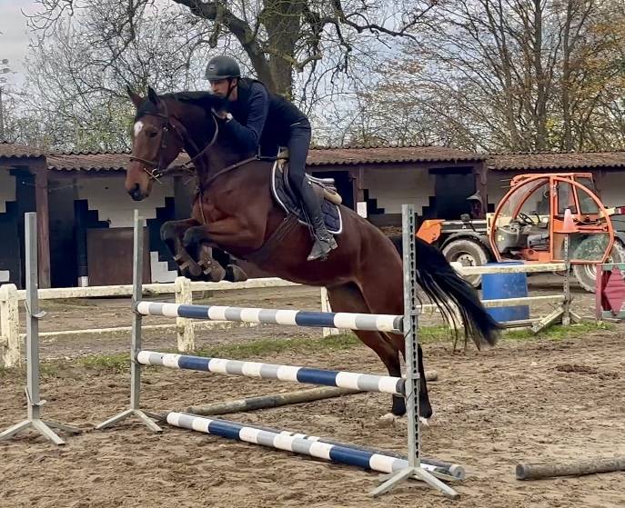 Mare KWPN Dutch Warmblood For sale 2020 Bay