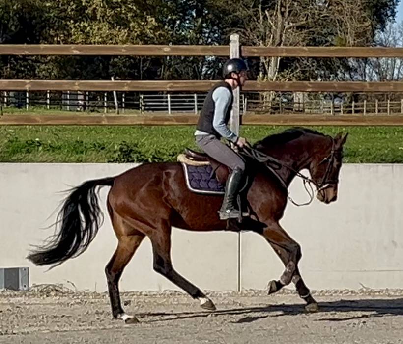 Mare KWPN Dutch Warmblood For sale 2020 Bay