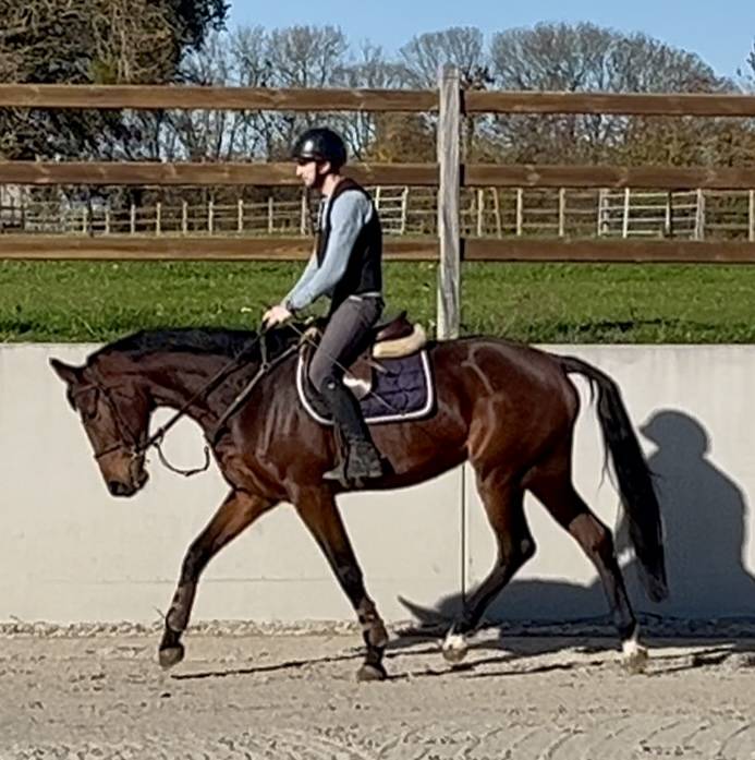 Mare KWPN Dutch Warmblood For sale 2020 Bay