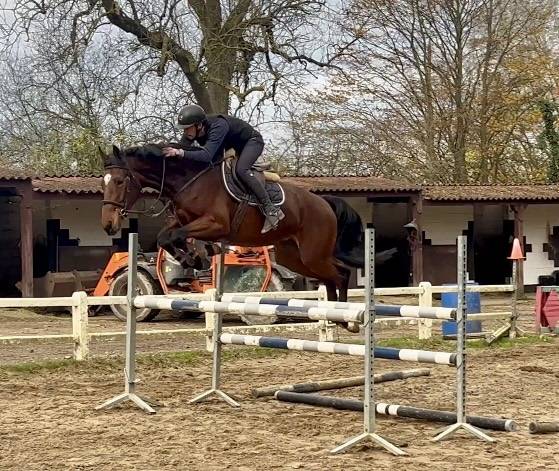 Mare KWPN Dutch Warmblood For sale 2020 Bay