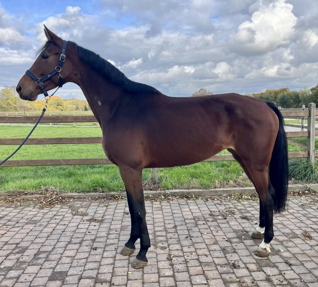 Mare KWPN Dutch Warmblood For sale 2020 Bay
