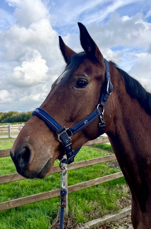 Mare KWPN Dutch Warmblood For sale 2020 Bay