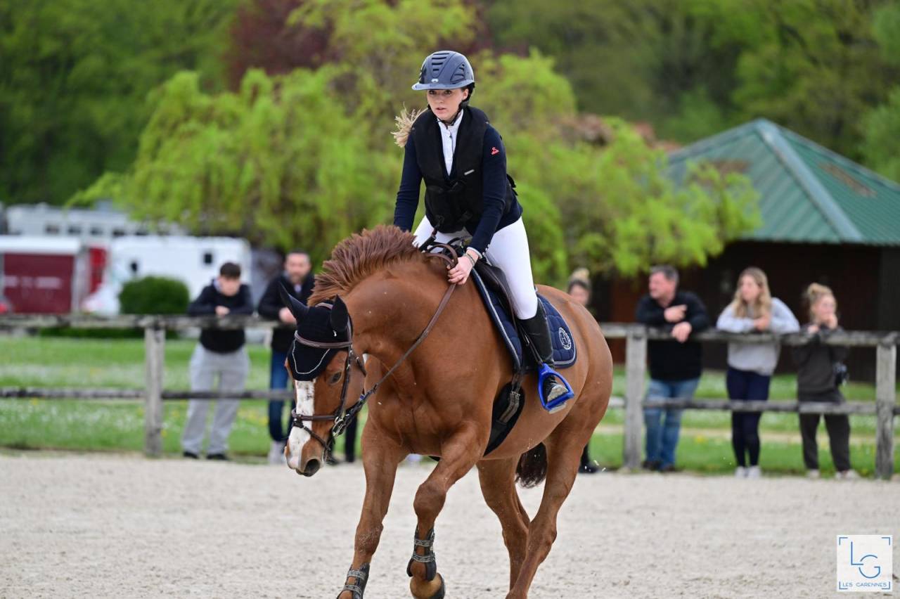 Mare Selle Français For sale 2011 Chesnut