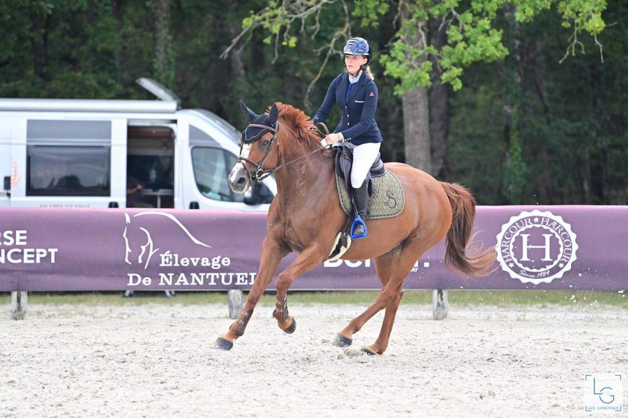 Mare Selle Français For sale 2011 Chesnut