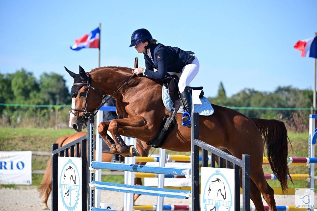 Mare Selle Français For sale 2011 Chesnut