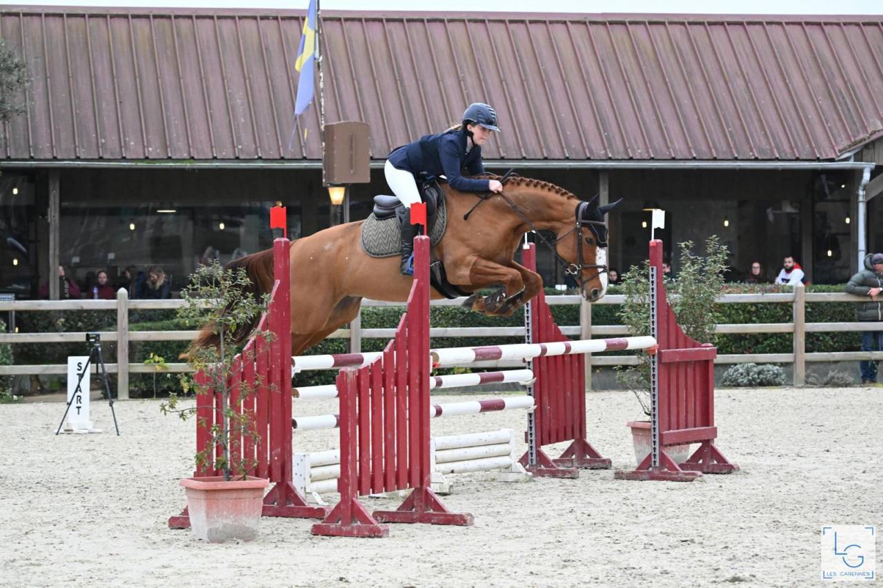 Mare Selle Français For sale 2011 Chesnut