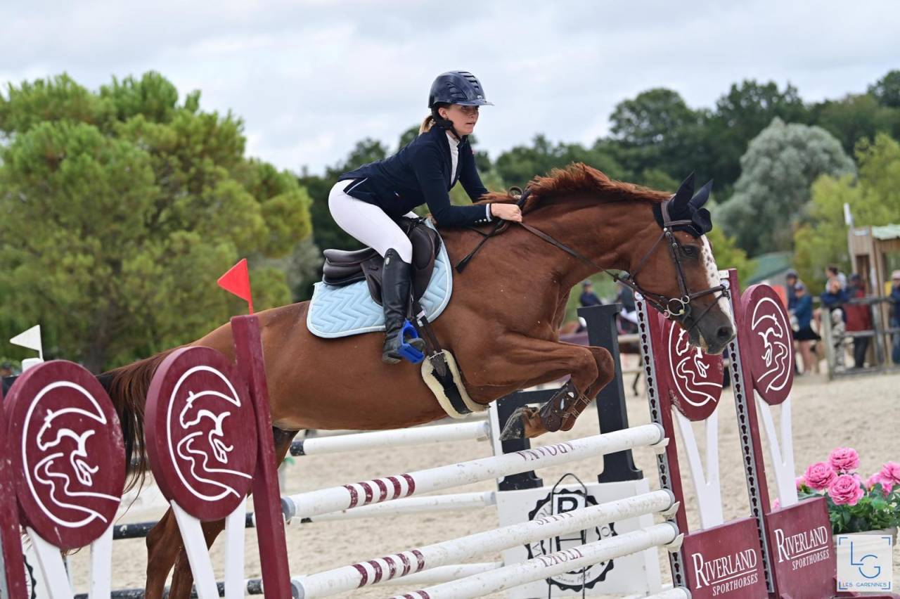 Mare Selle Français For sale 2011 Chesnut