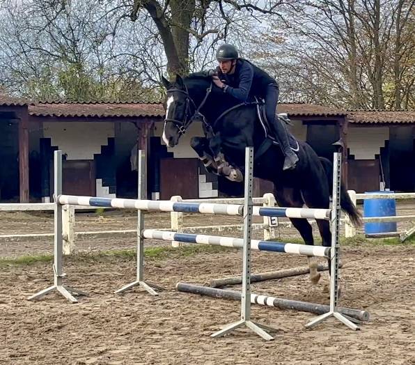 Mare BWP Belgian Warmblood For sale 2018 Black