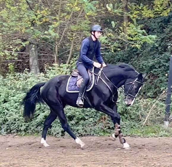 Mare BWP Belgian Warmblood For sale 2018 Black