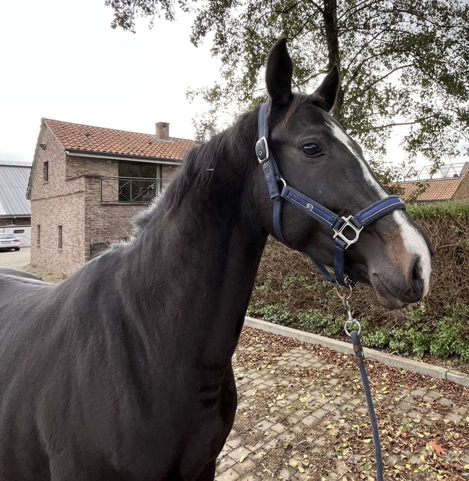 Mare BWP Belgian Warmblood For sale 2018 Black