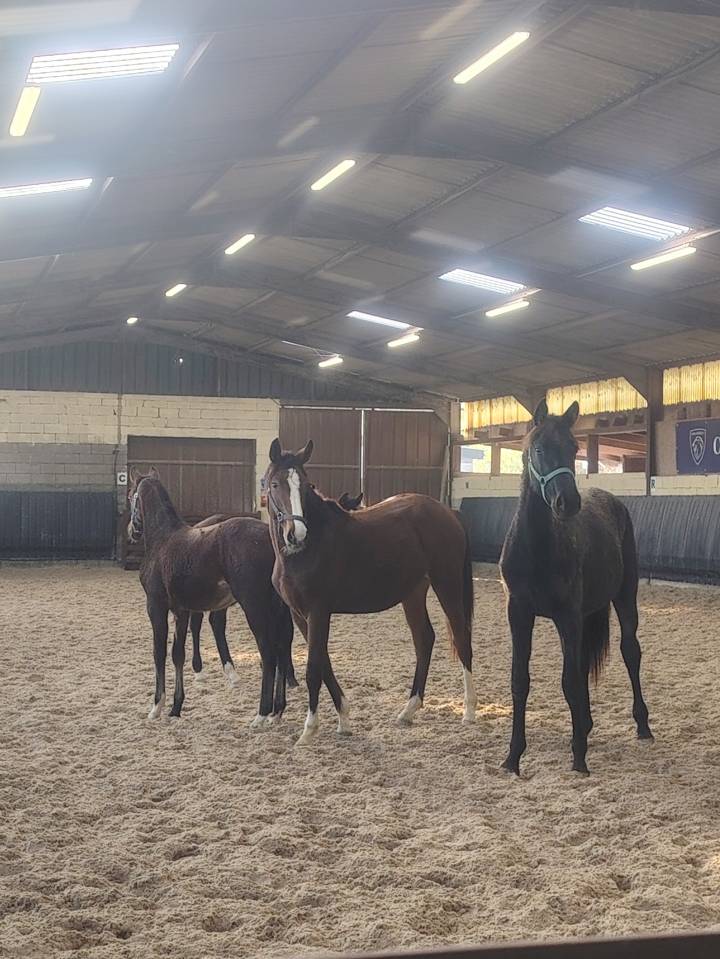 Filly Selle Français For sale 2024 Dark Bay