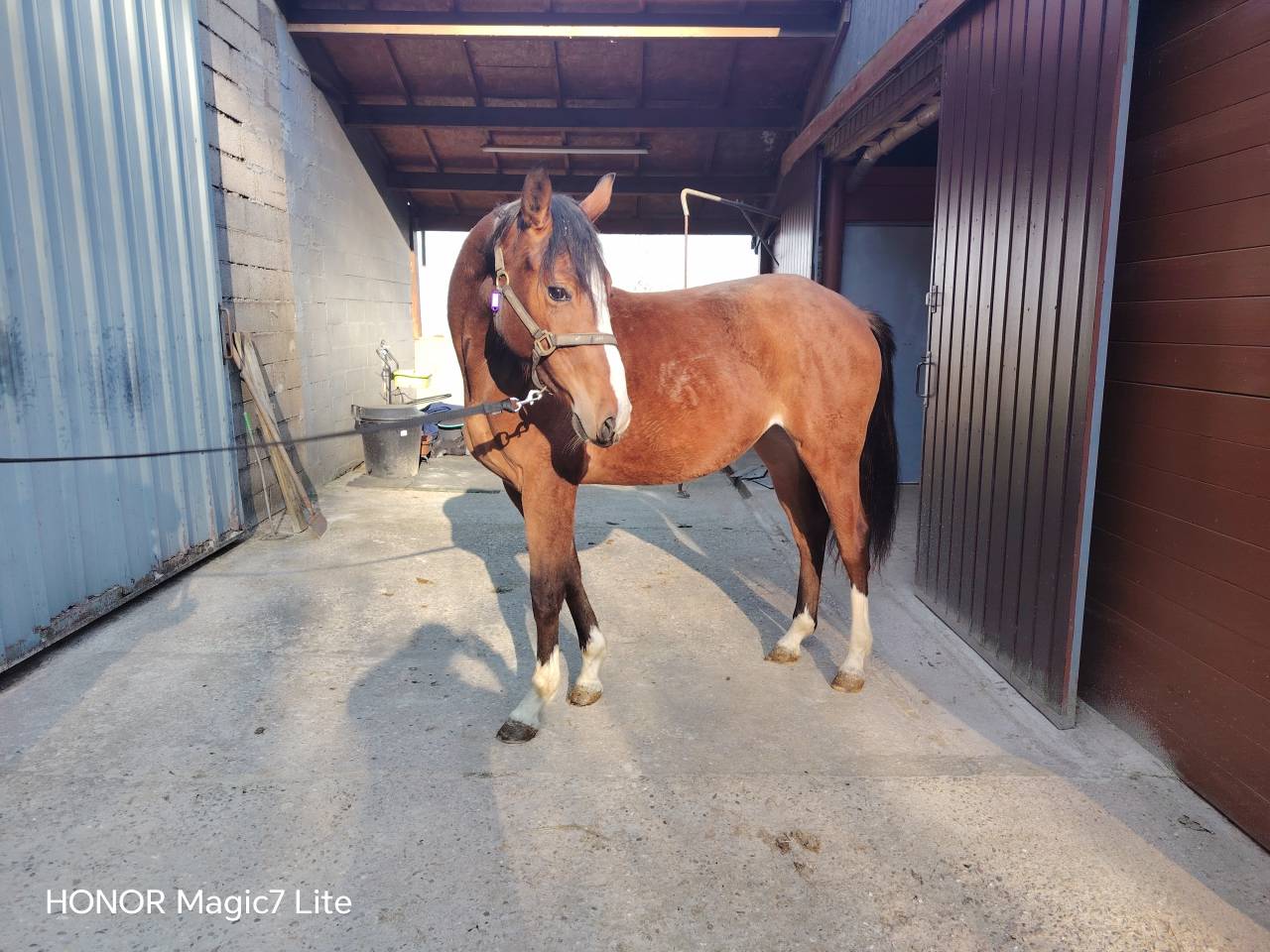 Filly Selle Fran&ccedil;ais For sale 2024 Dark Bay