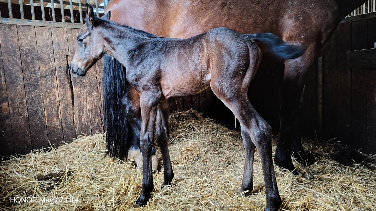 Filly Zangersheide For sale 2026 Other color