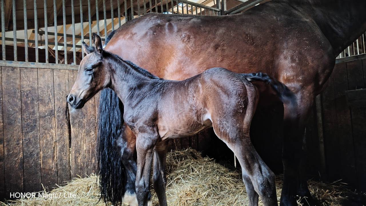 Filly Zangersheide For sale 2026 Other color
