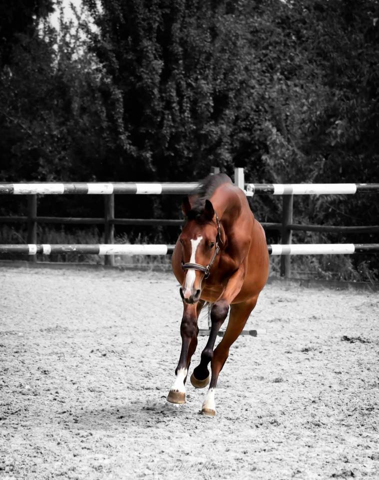 Gelding Selle Fran&ccedil;ais For sale 2023 Dark Bay