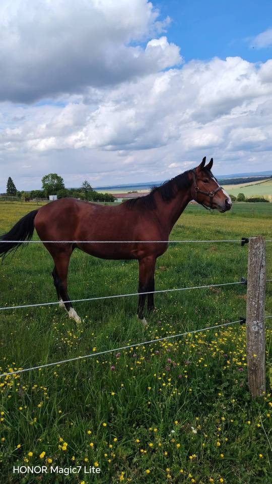 Gelding Selle Fran&ccedil;ais For sale 2023 Dark Bay
