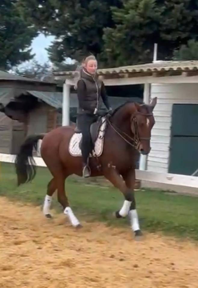 Gelding PRE Pure Spanish Bred For sale 2018 Bay